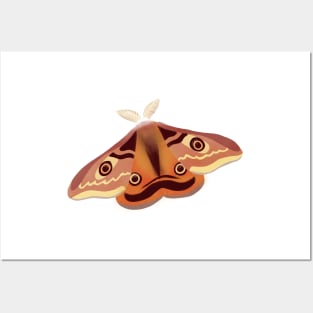 Emperor Moth Insect Illustration Posters and Art